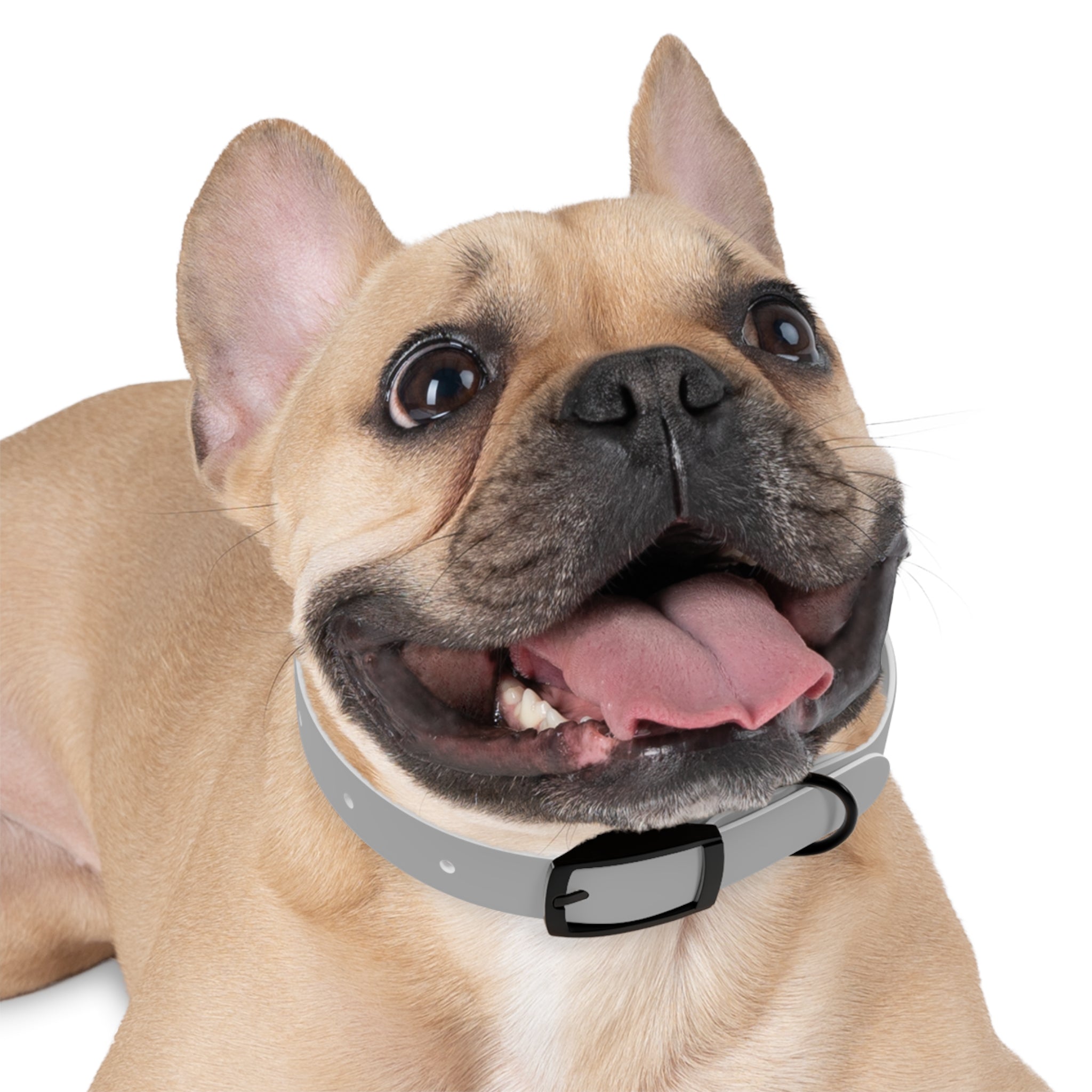 Paw-Sonalized Glow Tail Dog Collar