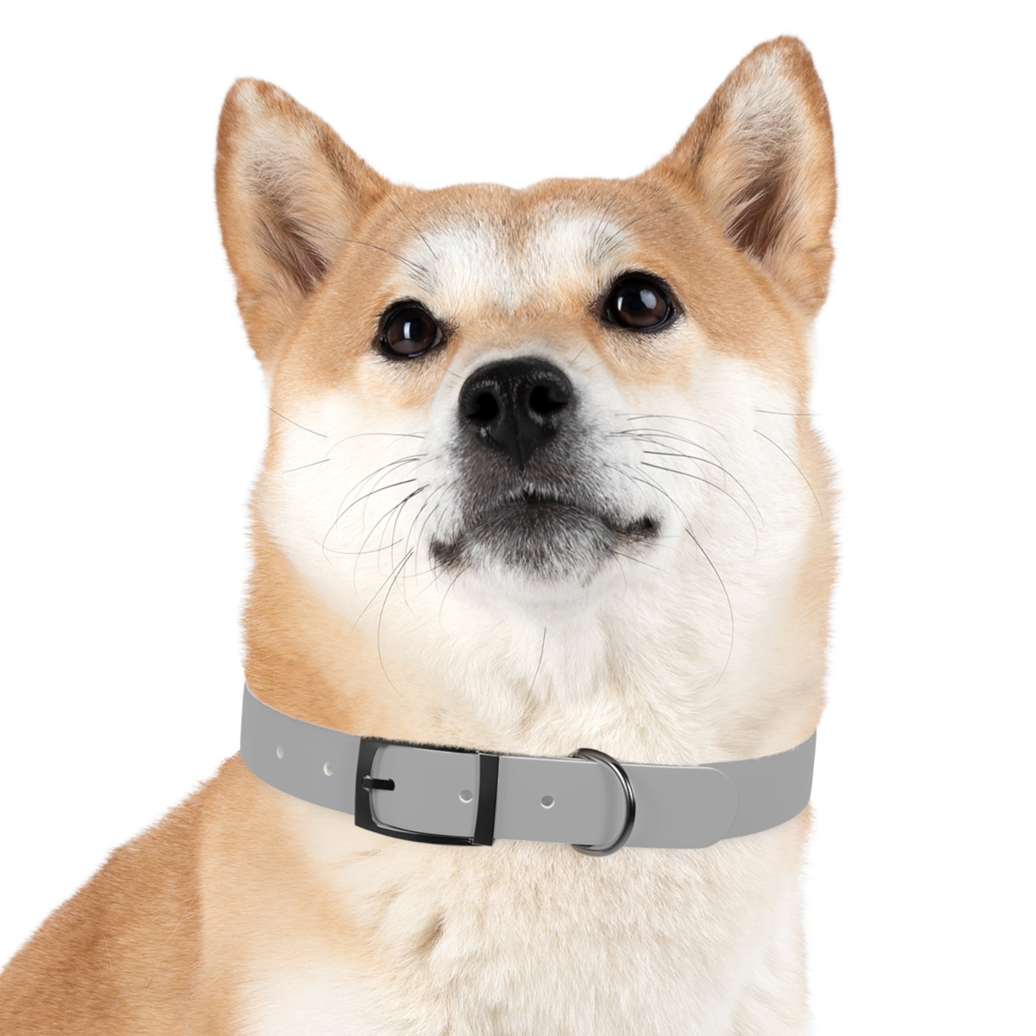 Dog wearing a gray collar on a white background
